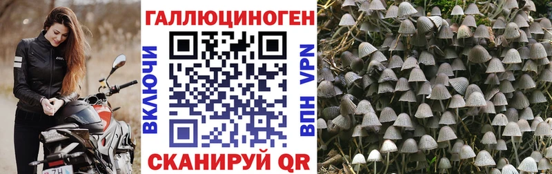 Купить  Партизанск  Галлюциногенные грибы Psilocybine cubensis 